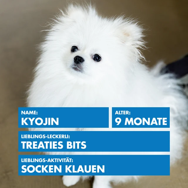 Bürohund Kyojin