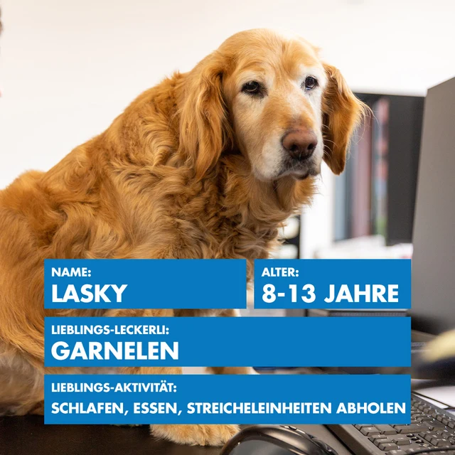 Bürohund Lasky