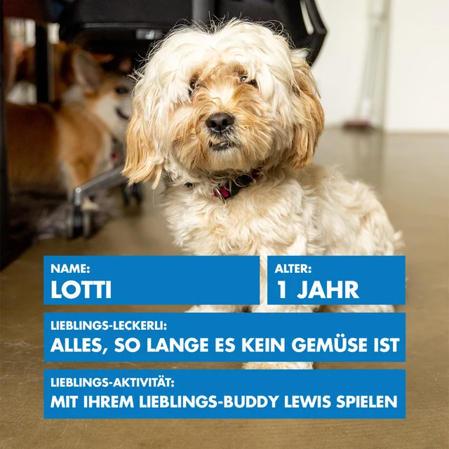 Bürohund Lotti