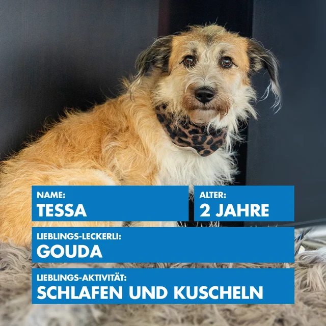 Bürohund Tessa
